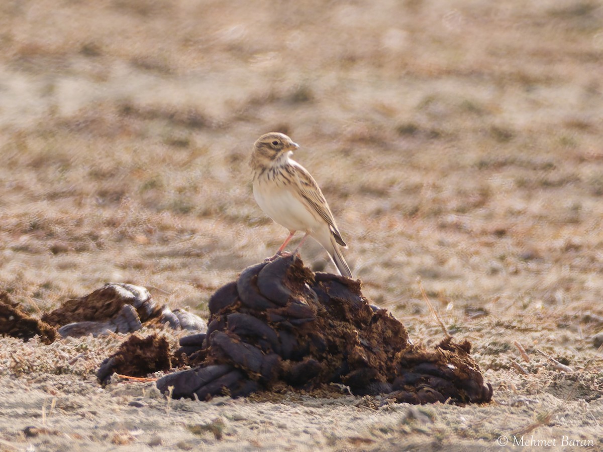 Turkestan Short-toed Lark - ML646352448