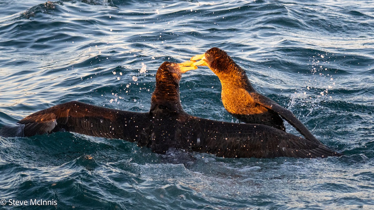 Petreltzar iluna - ML646352449