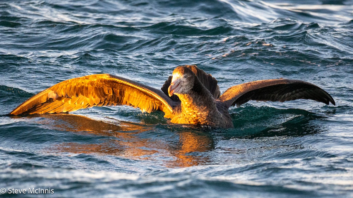 Petreltzar iluna - ML646352450