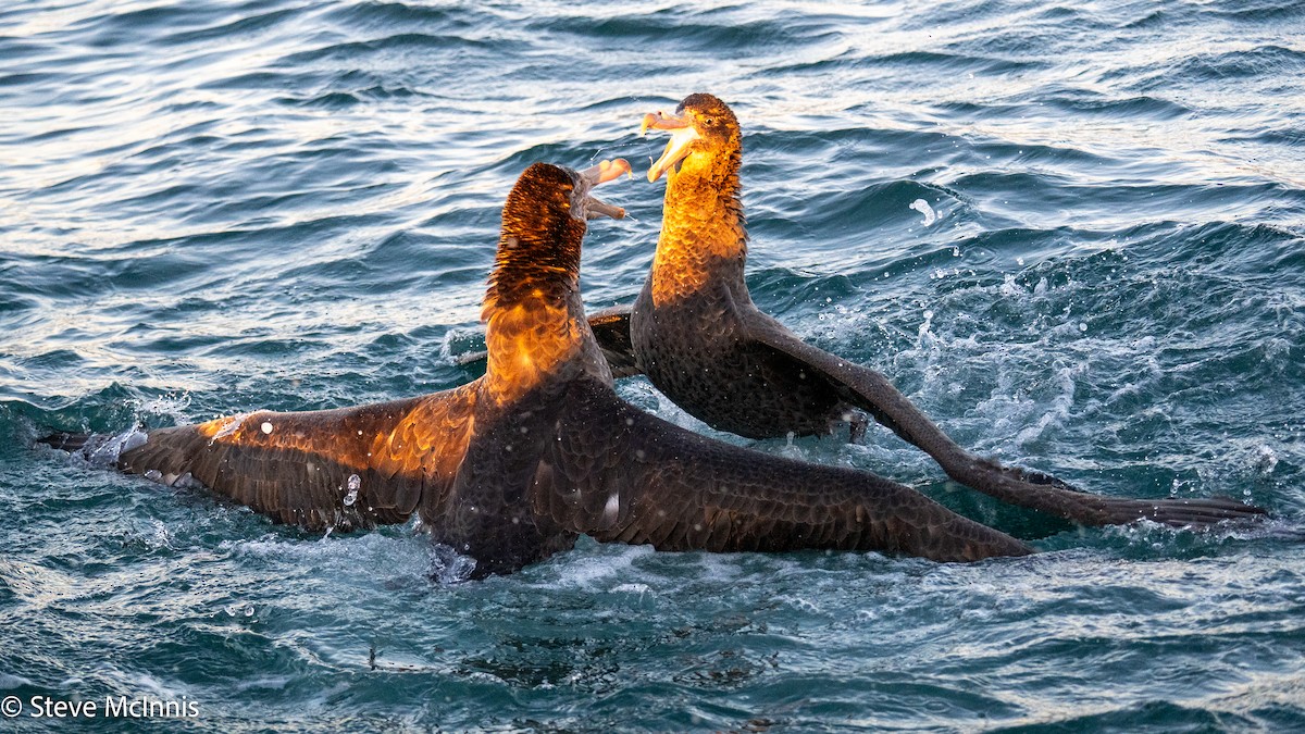 Petreltzar iluna - ML646352451