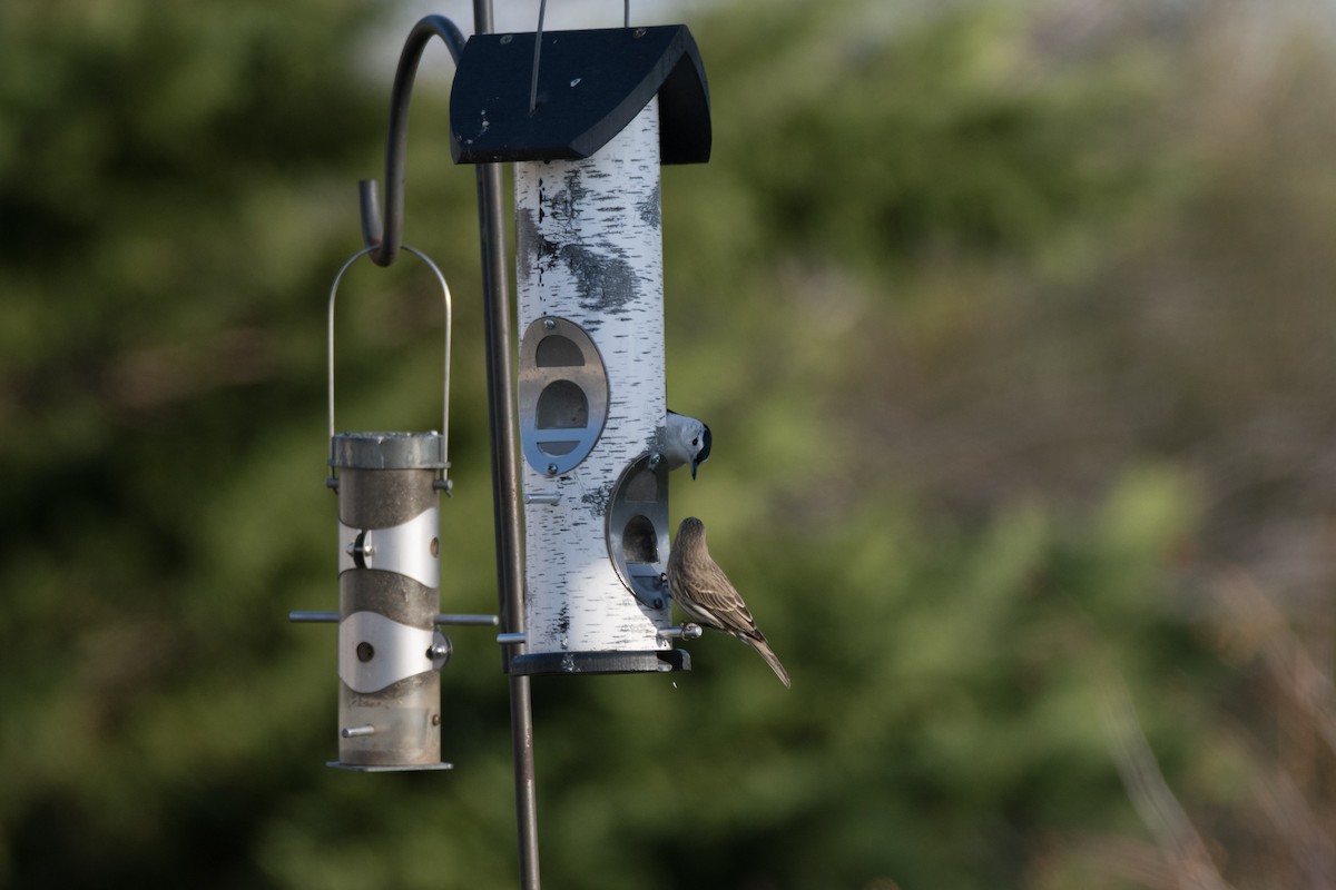 White-breasted Nuthatch - ML646352452
