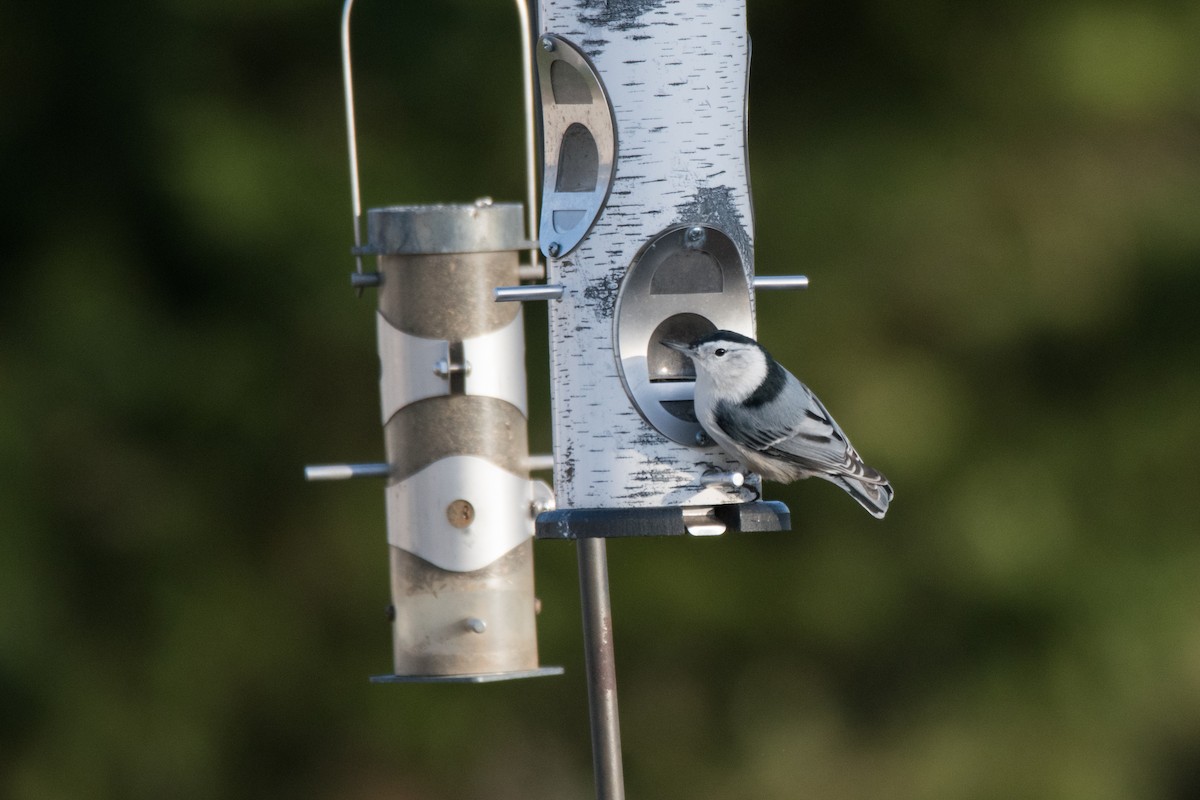 White-breasted Nuthatch - ML646352453