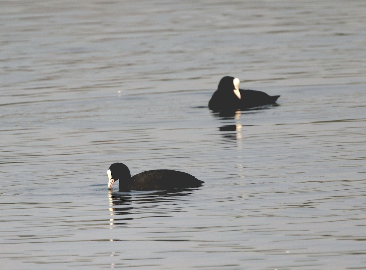 Eurasian Coot - ML646352454