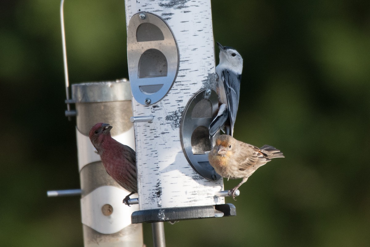 House Finch - ML646352455