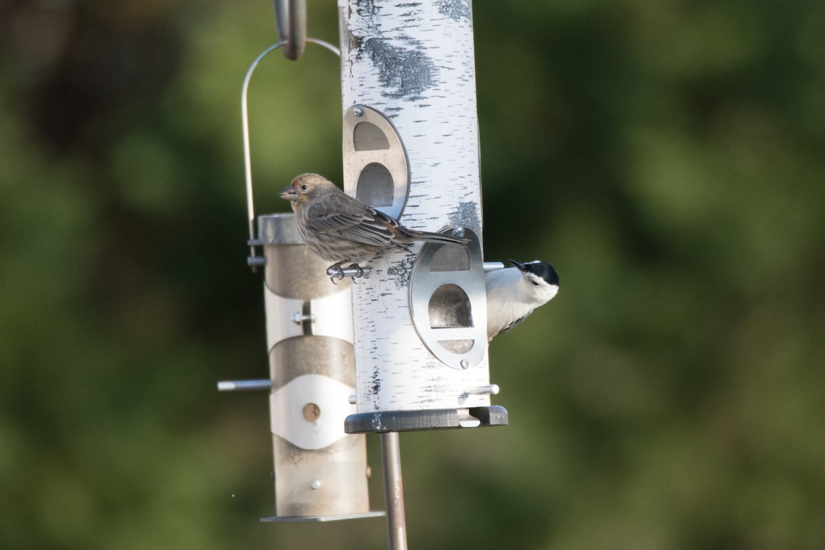 House Finch - ML646352456