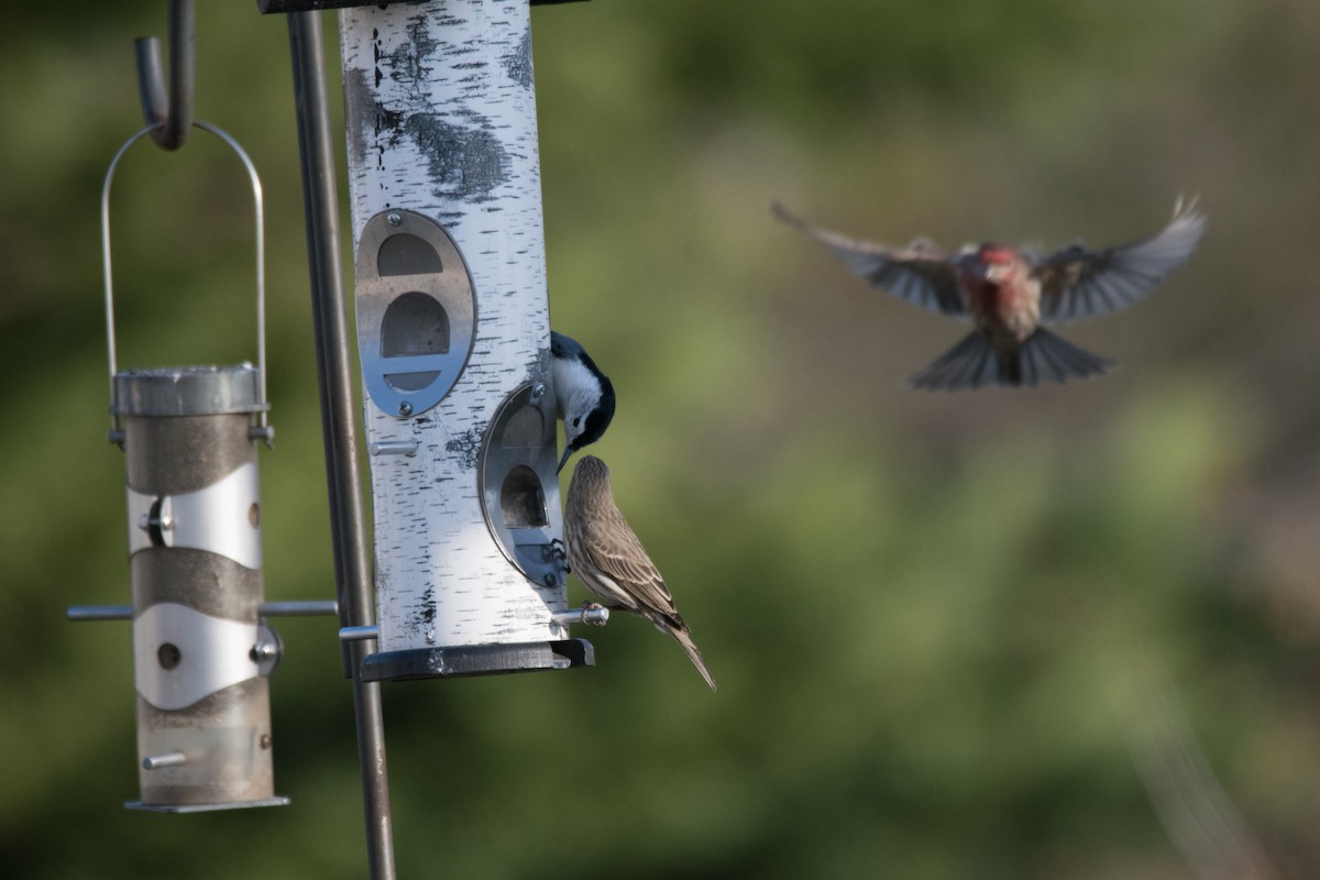 House Finch - ML646352457