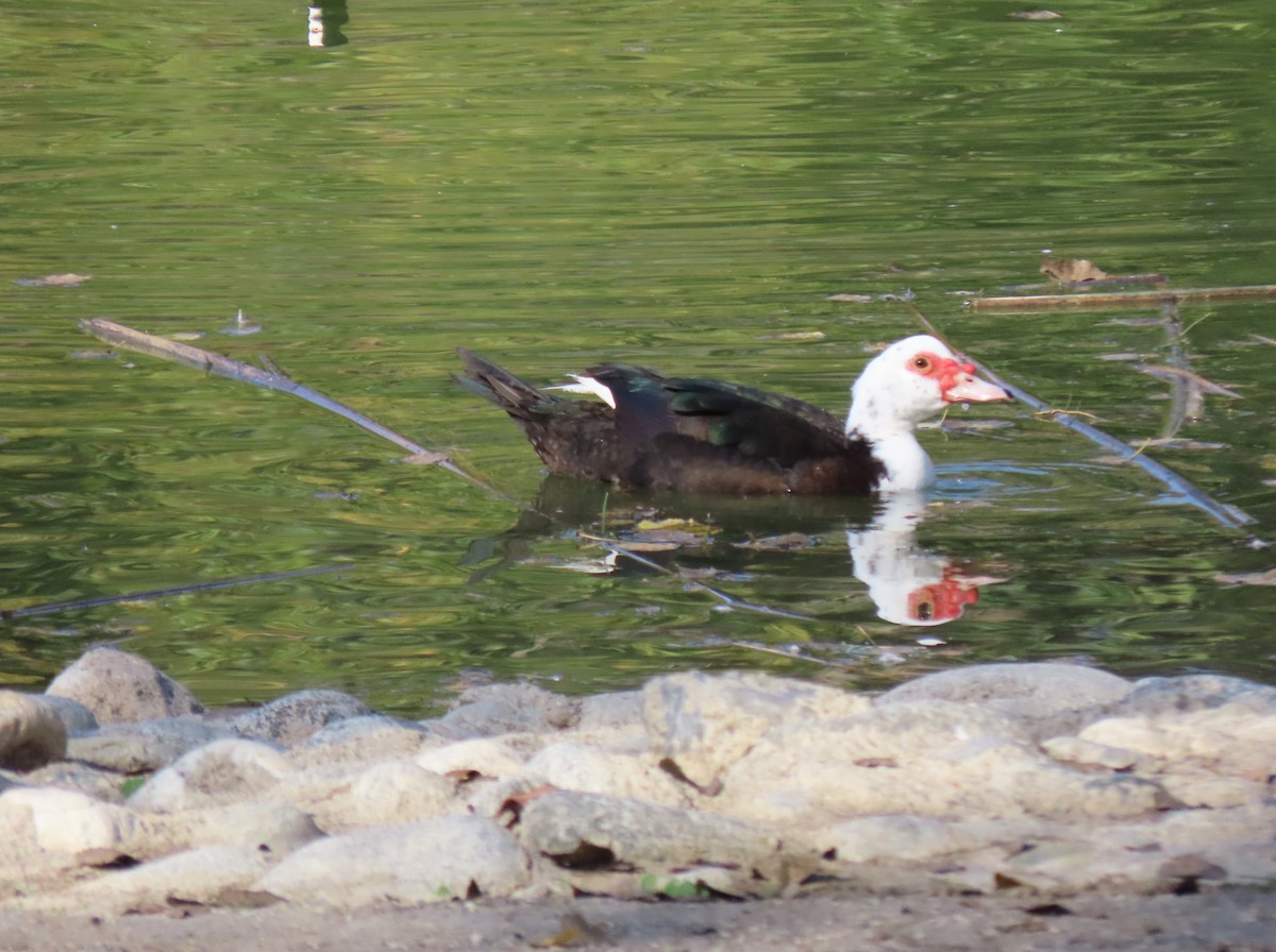 Ahate musketaduna (etxekoa) - ML646352458