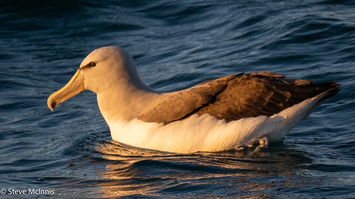 Salvin albatrosa - ML646352459