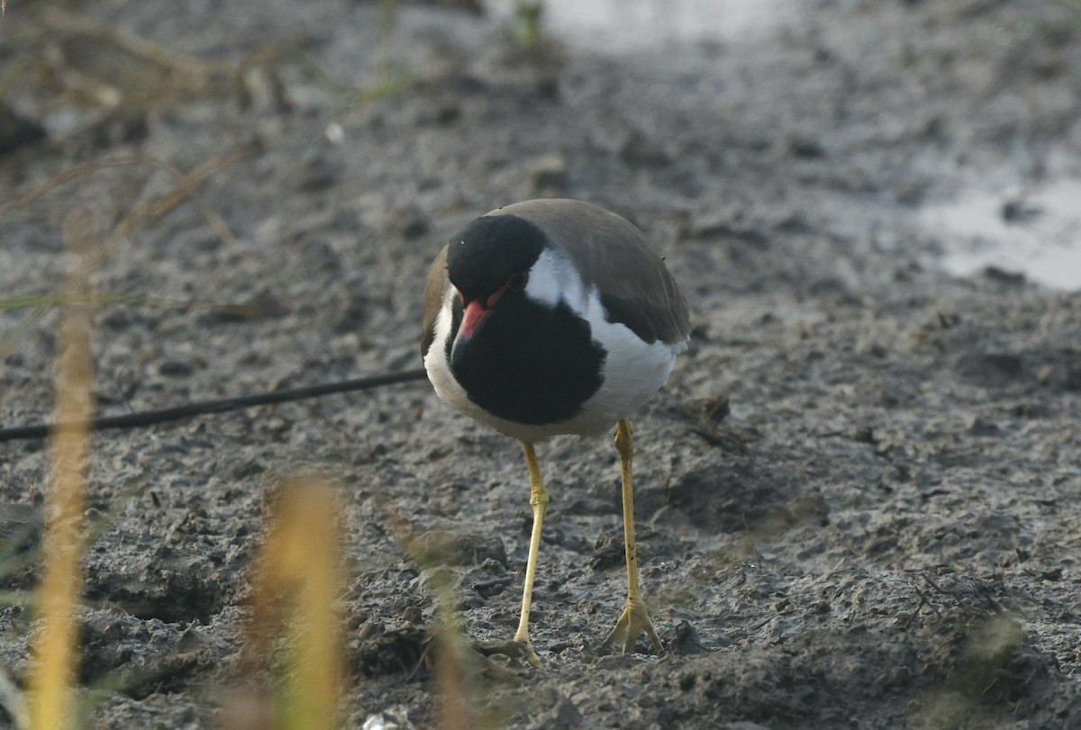 Red-wattled Lapwing - ML646352460