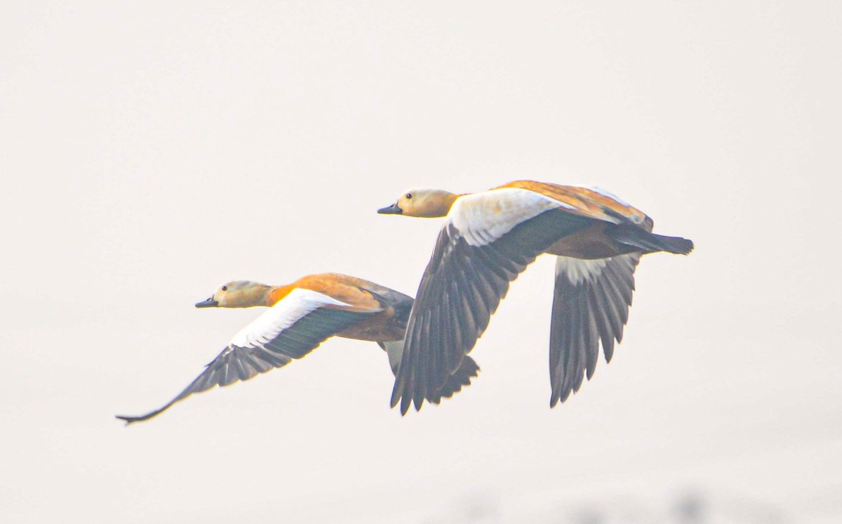 Ruddy Shelduck - ML646352461
