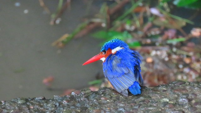 Tepeli Yalıçapkını - ML646352464