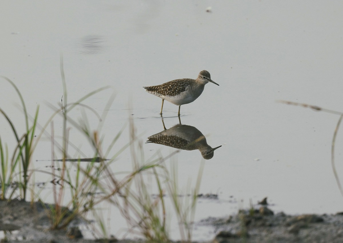 Wood Sandpiper - ML646352465