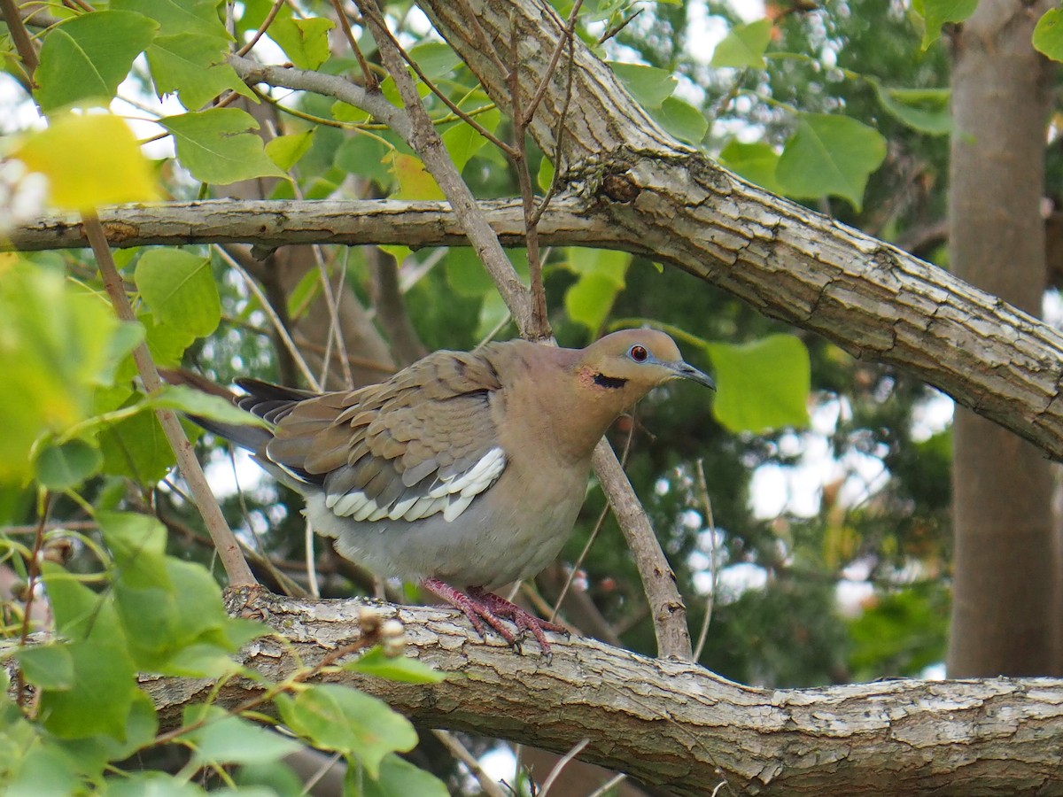 Ak Kanatlı Kumru - ML646352470