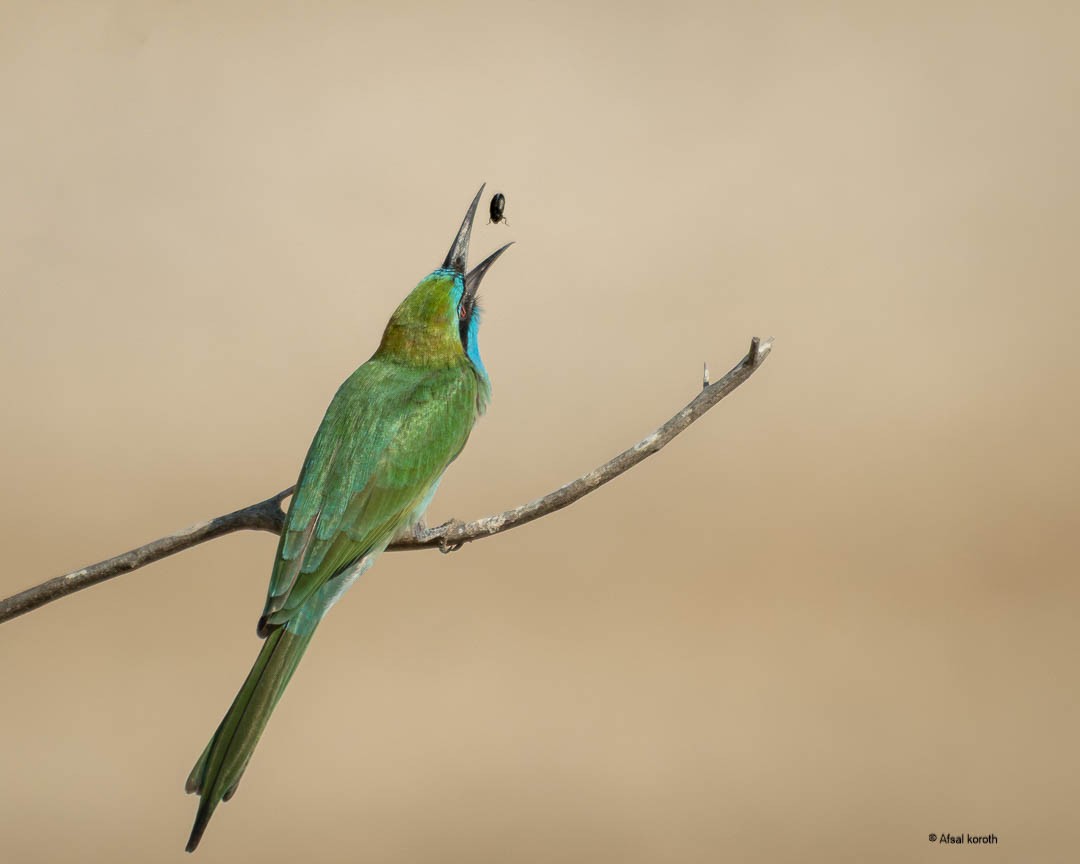 Arabian Green Bee-eater - ML646352472