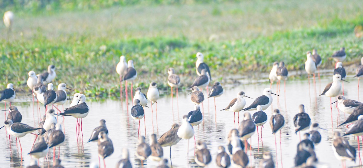 Zankaluze eurasiarra - ML646352478