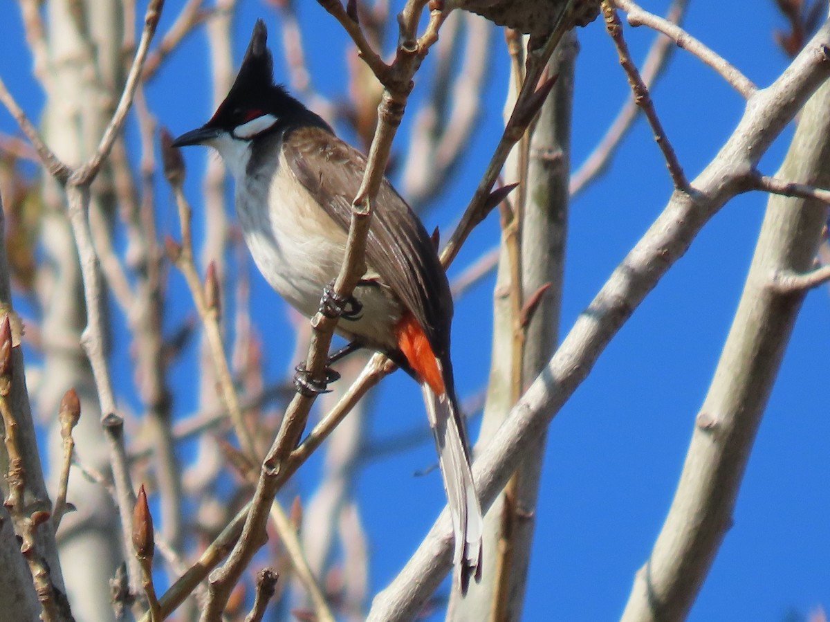 Red-whiskered Bulbul - ML646352482