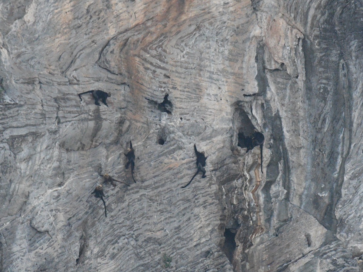 Animals - ML646352487