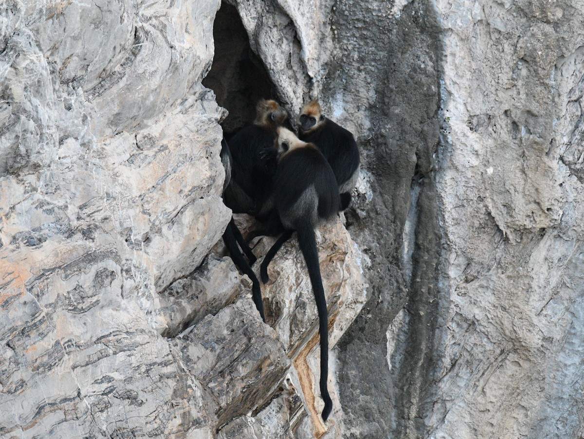 Animals - ML646352488