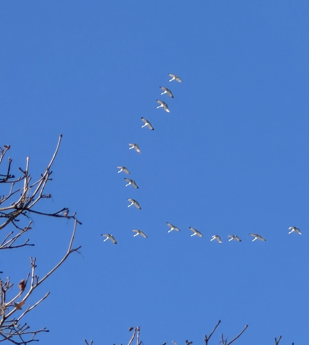 Sandhill Crane - ML646352489