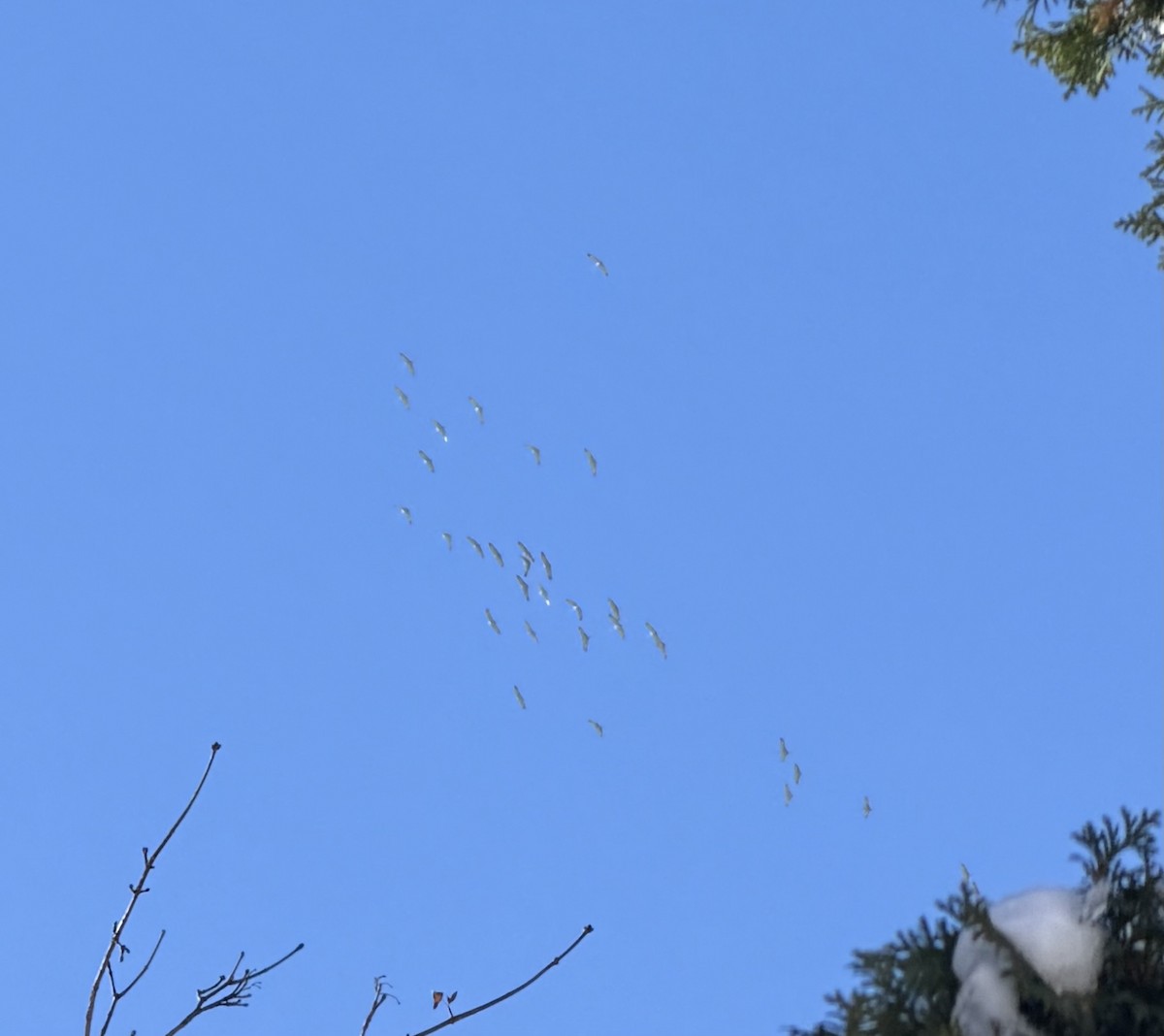 Sandhill Crane - ML646352490