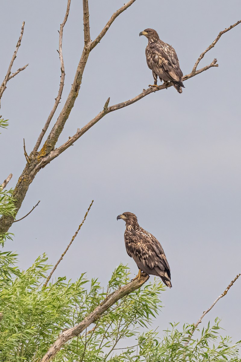 White-tailed Eagle - ML646352491
