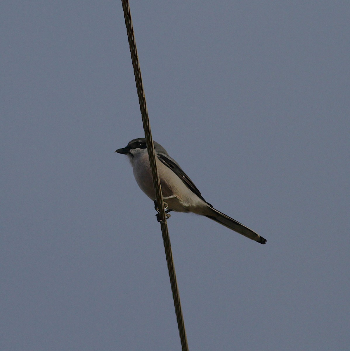 Iberian Gray Shrike - ML646352492