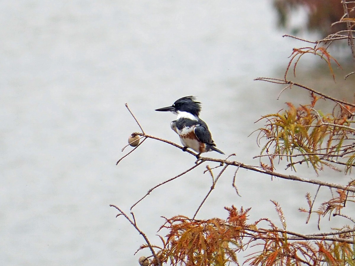 Belted Kingfisher - ML646352495