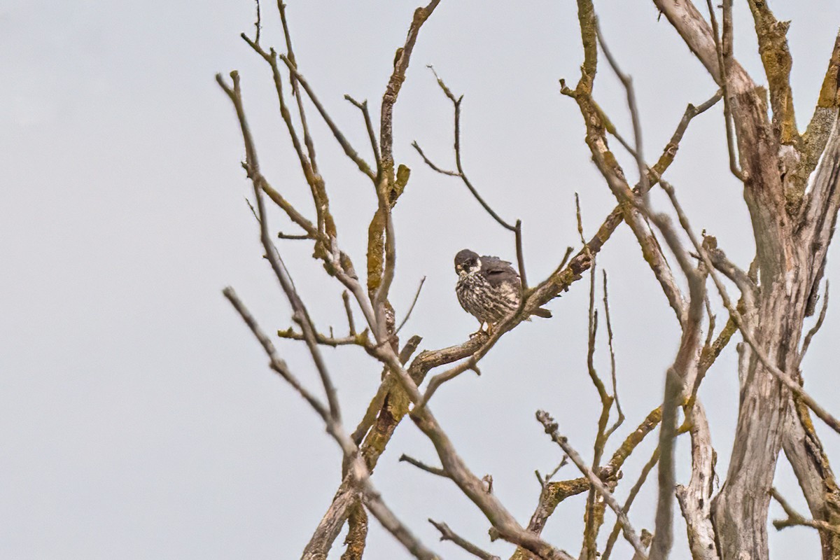 Eurasian Hobby - ML646352496