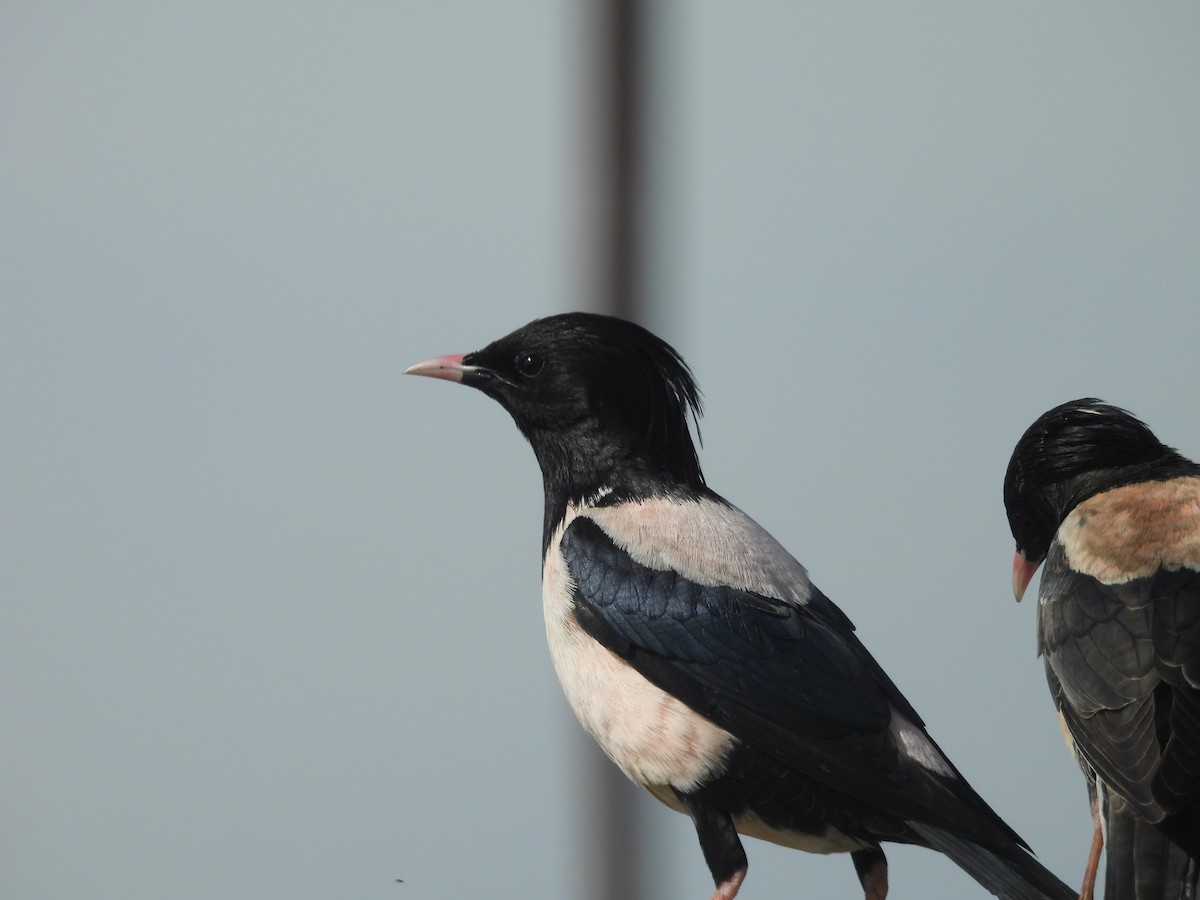 粉紅椋鳥 - ML646352501