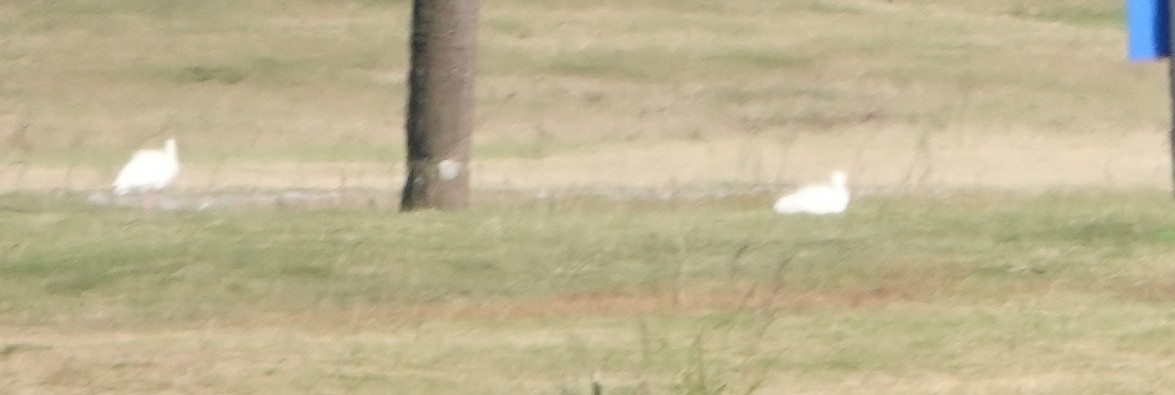 Snow Goose - ML646352511