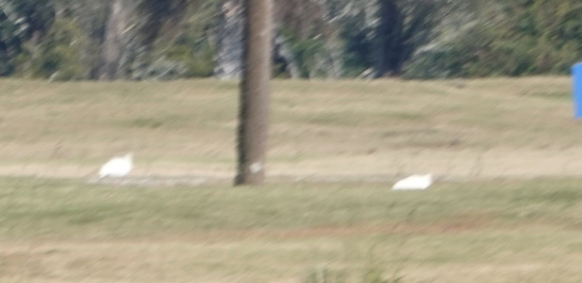 Snow Goose - ML646352519