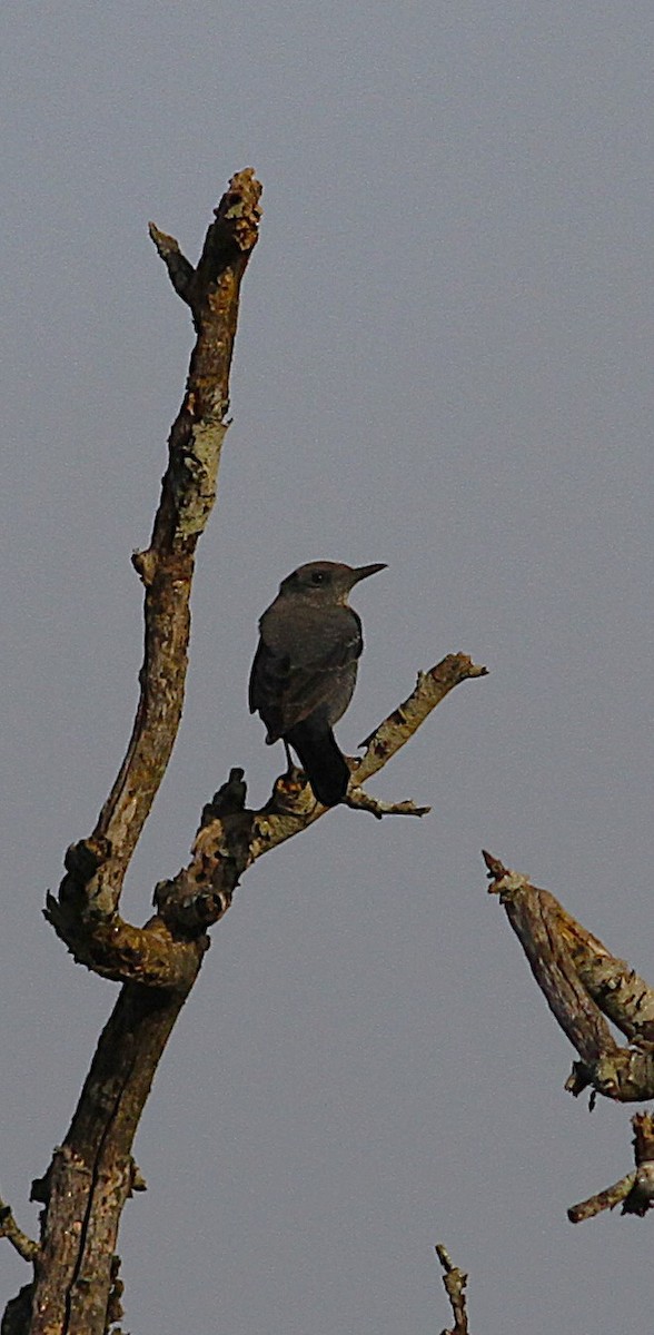 Blue Rock-Thrush - ML646352520