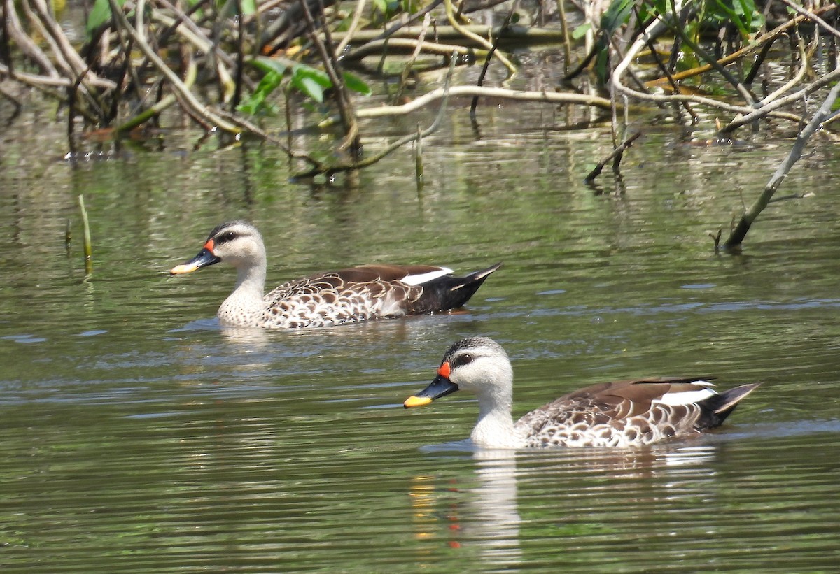 Indian Spot-billed Duck - ML646352521