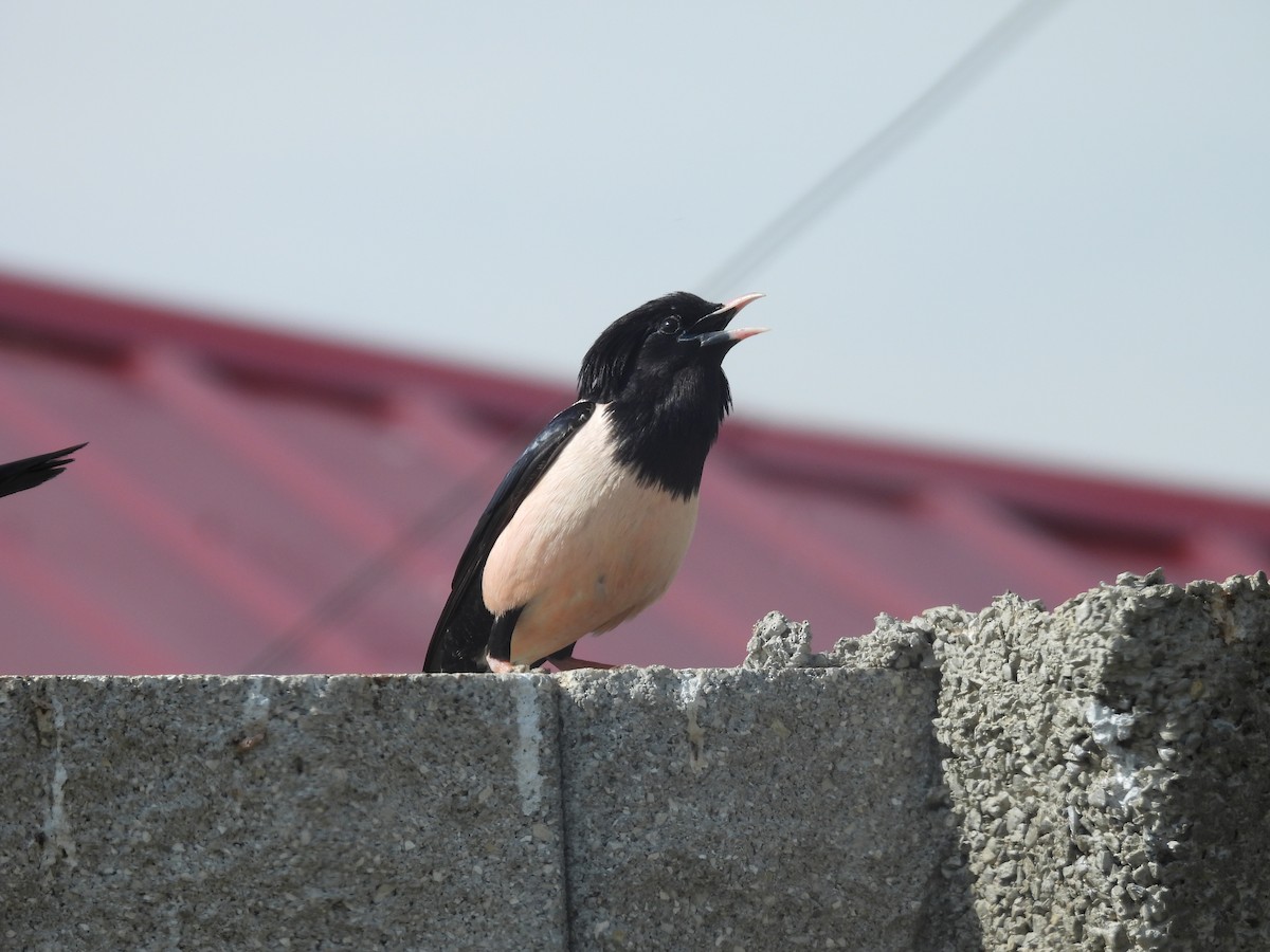 粉紅椋鳥 - ML646352522