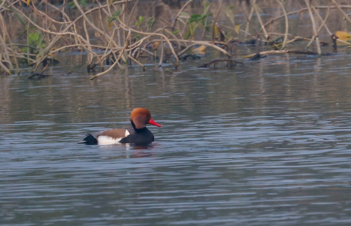 Red-crested Pochard - ML646352524