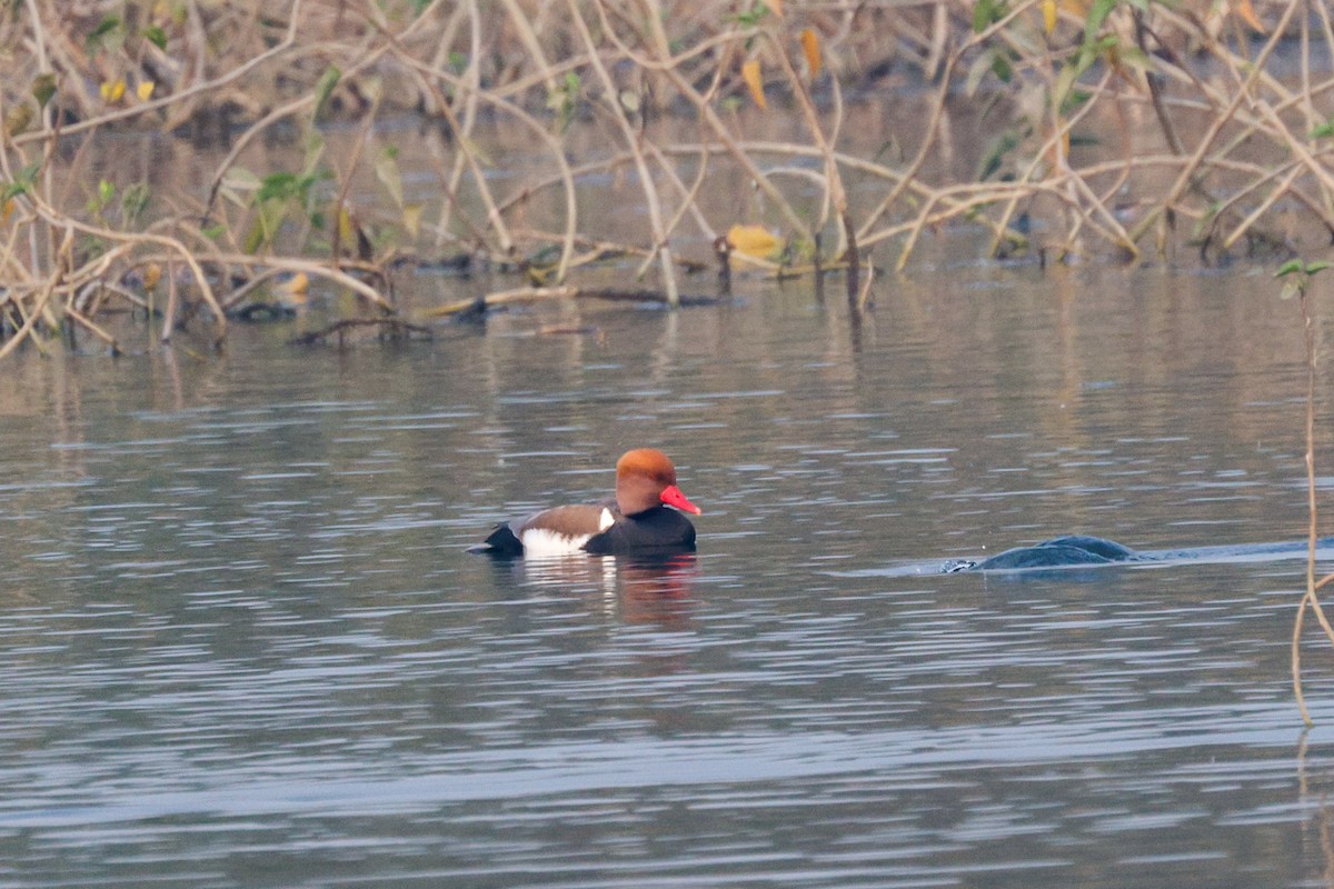 Red-crested Pochard - ML646352525