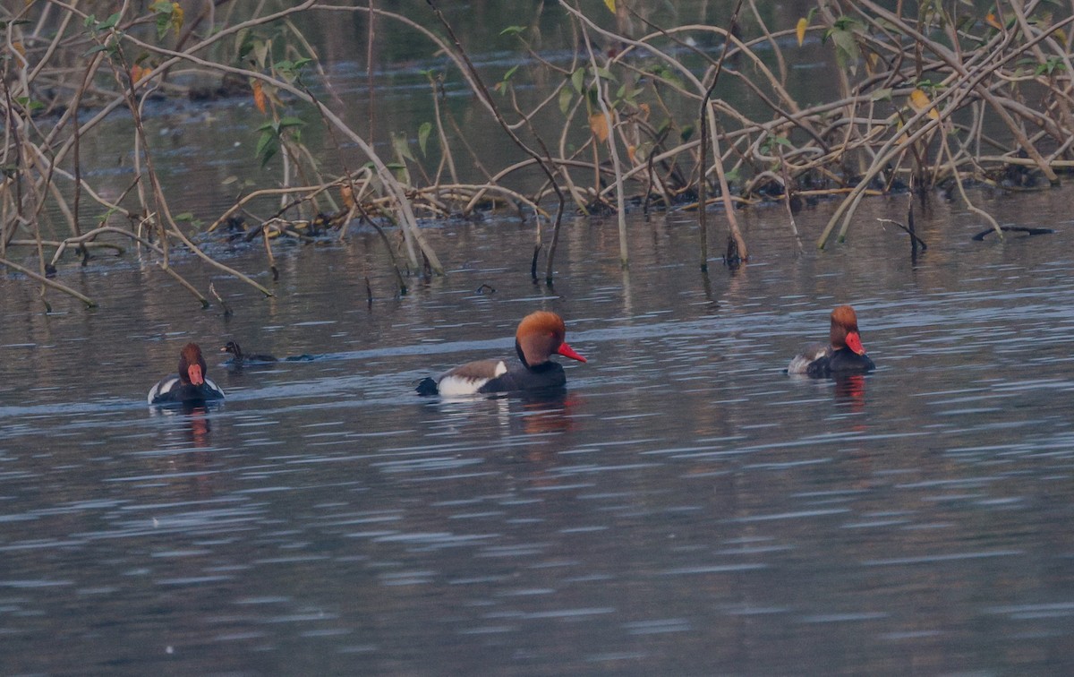Red-crested Pochard - ML646352526