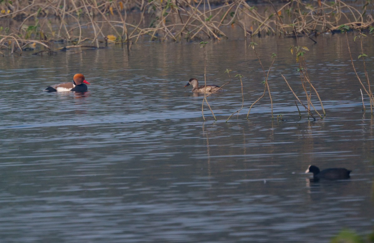 Red-crested Pochard - ML646352527