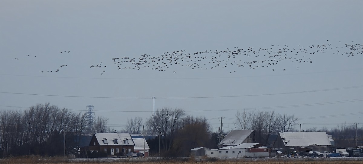 Kanadagans - ML646352528