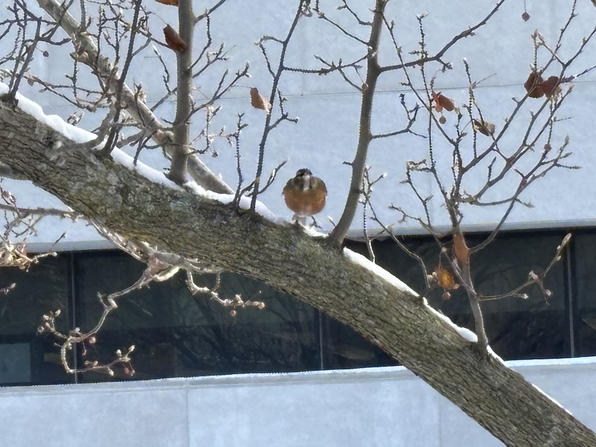 American Robin - ML646352529
