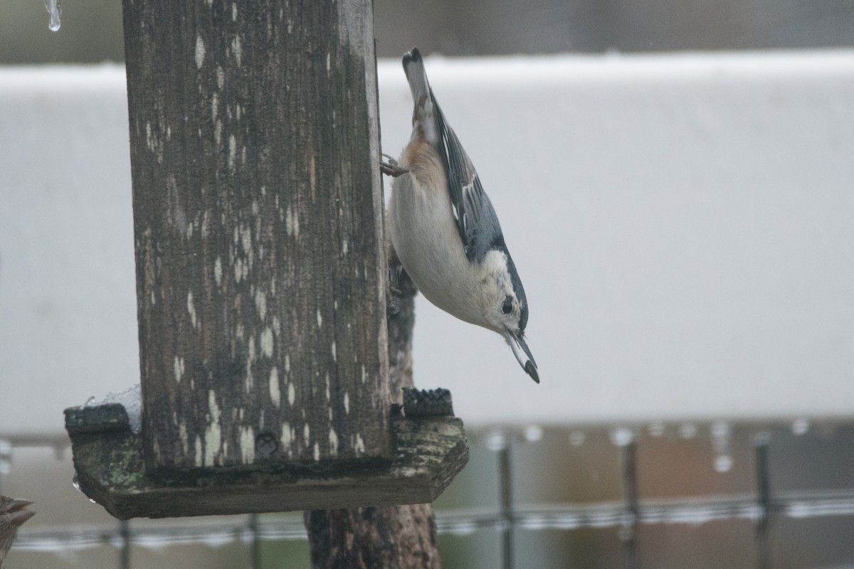 White-breasted Nuthatch - ML646352531