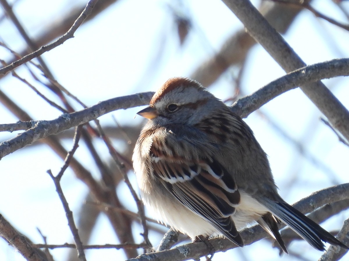 American Tree Sparrow - ML646352536
