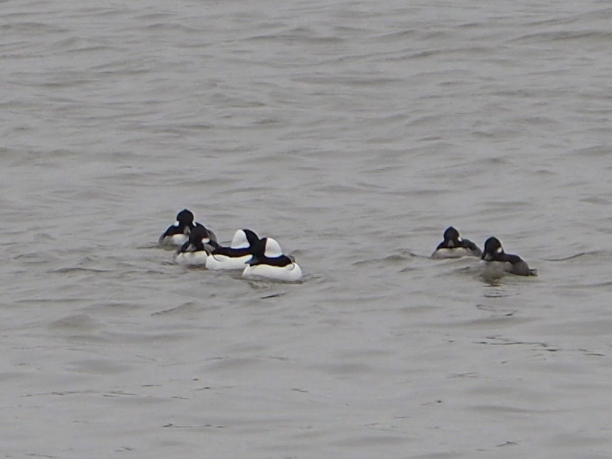 Bufflehead - ML646352537