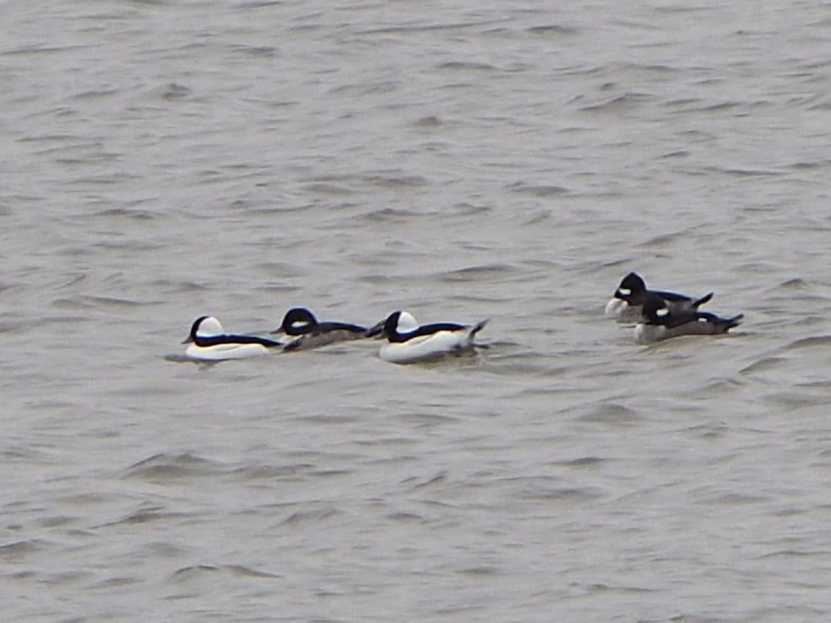 Bufflehead - ML646352538