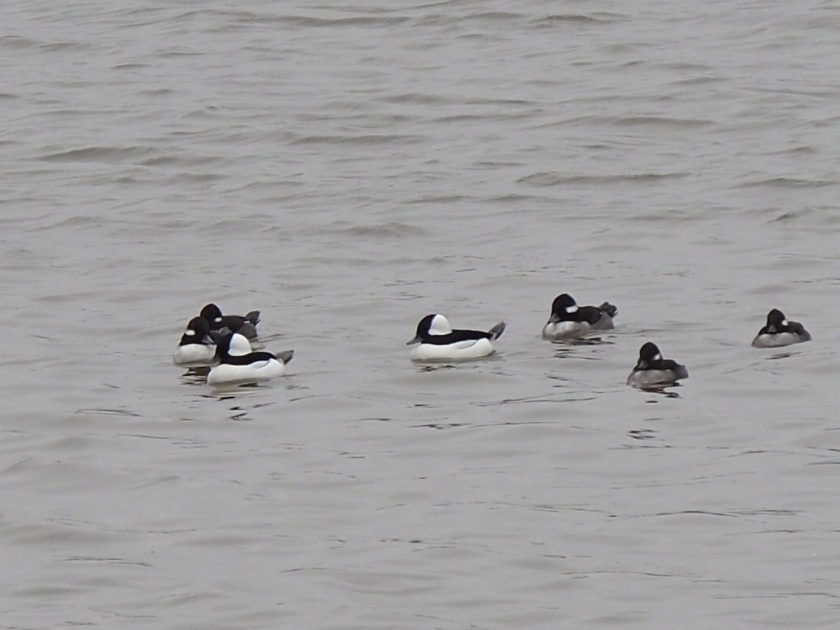 Bufflehead - ML646352539