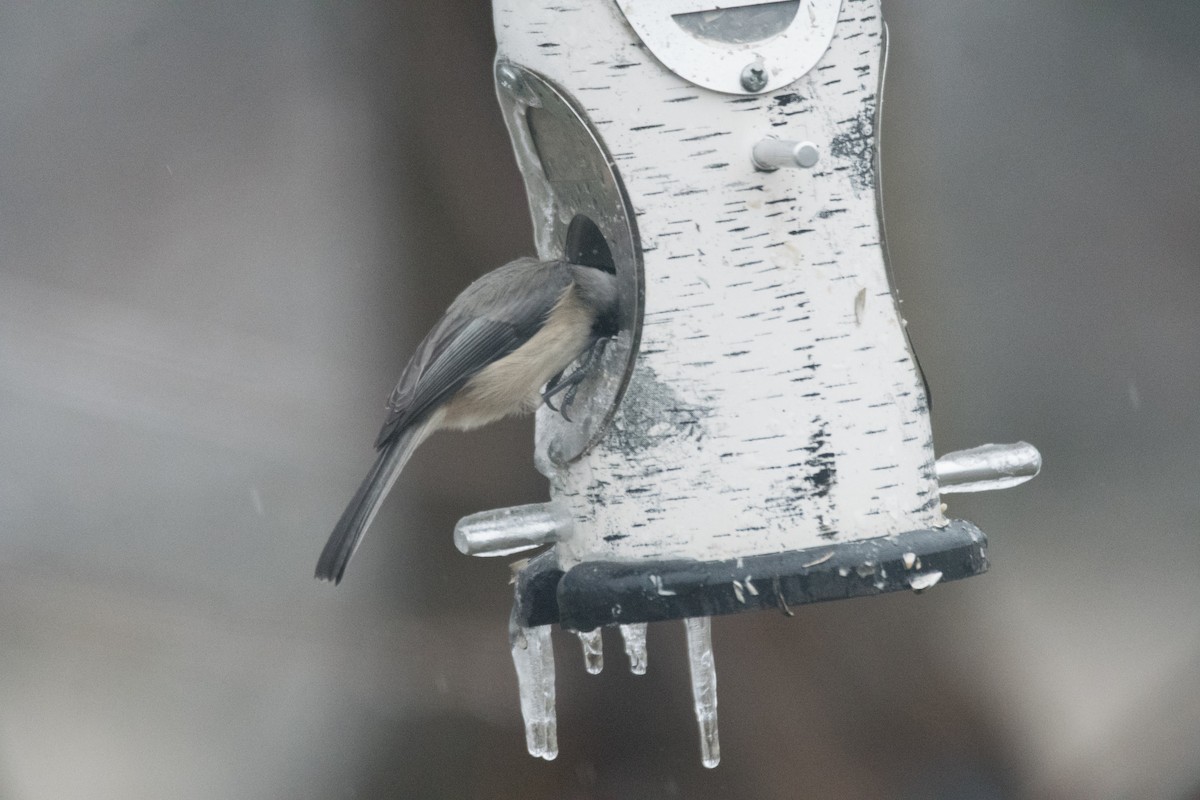 Carolina Chickadee - ML646352541