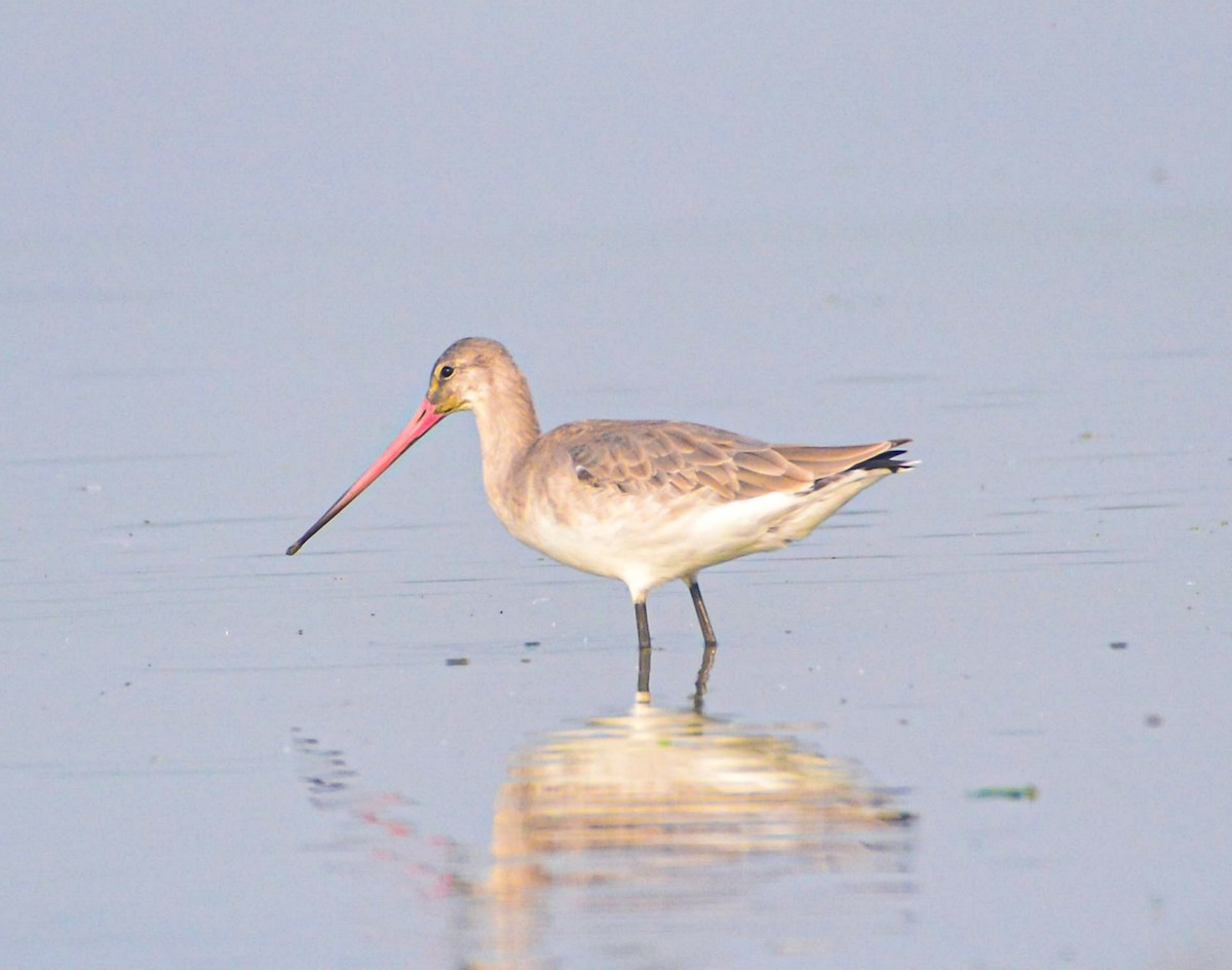 Black-tailed Godwit - ML646352542