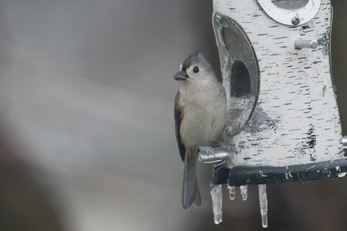 Tufted Titmouse - ML646352544