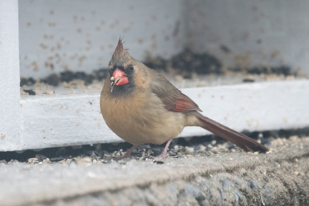 Northern Cardinal - ML646352545