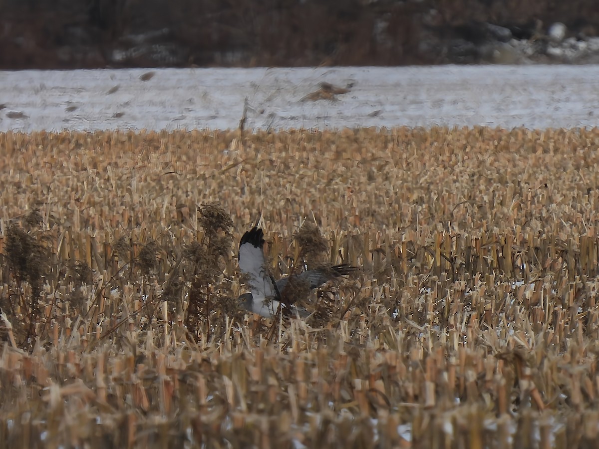 Northern Harrier - ML646352546